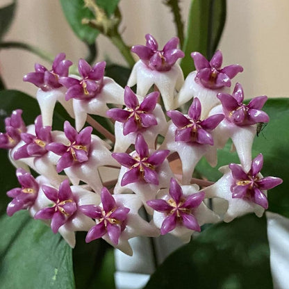  Hoya Patricia Plant