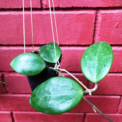 Hoya Pottsii Red Star Plant