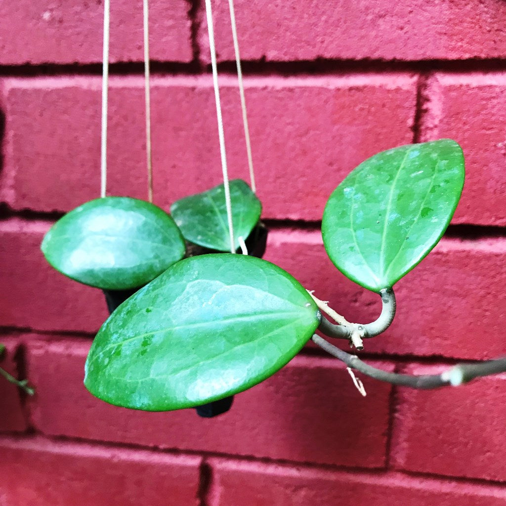  Hoya Pottsii Red Star Plant