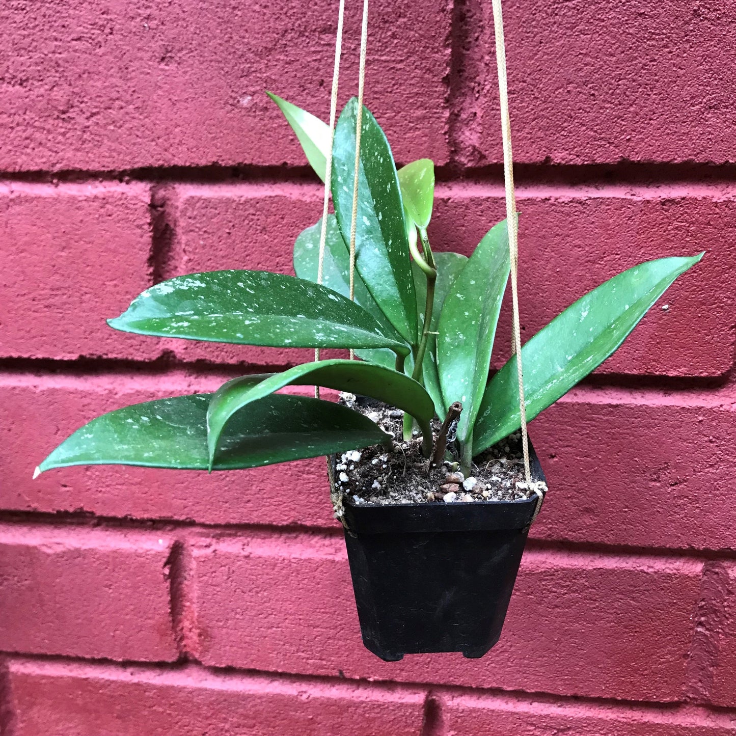  Hoya Pubicalyx Splash Plant