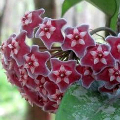  Hoya Pubicalyx Splash Plant