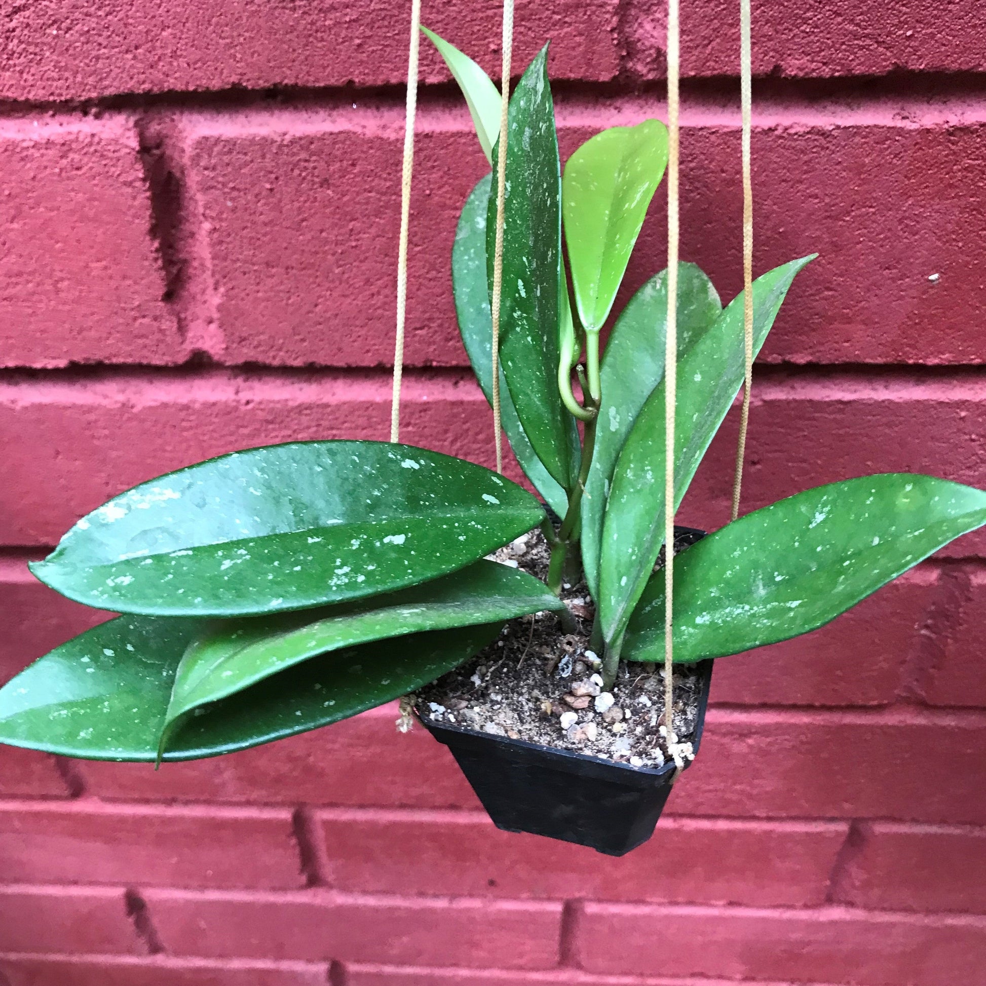  Hoya Pubicalyx Splash Plant