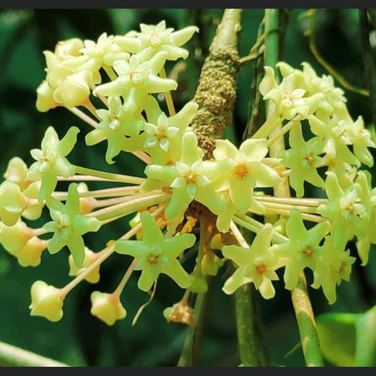  Hoya Quinquenervia Plant