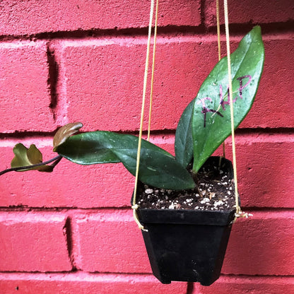  Hoya Pubicalyx Royal Hawaiian Purple Plant