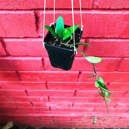  Hoya Rebecca Plant