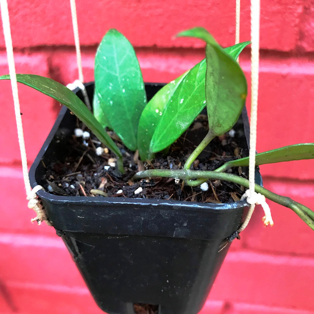  Hoya Rebecca Plant
