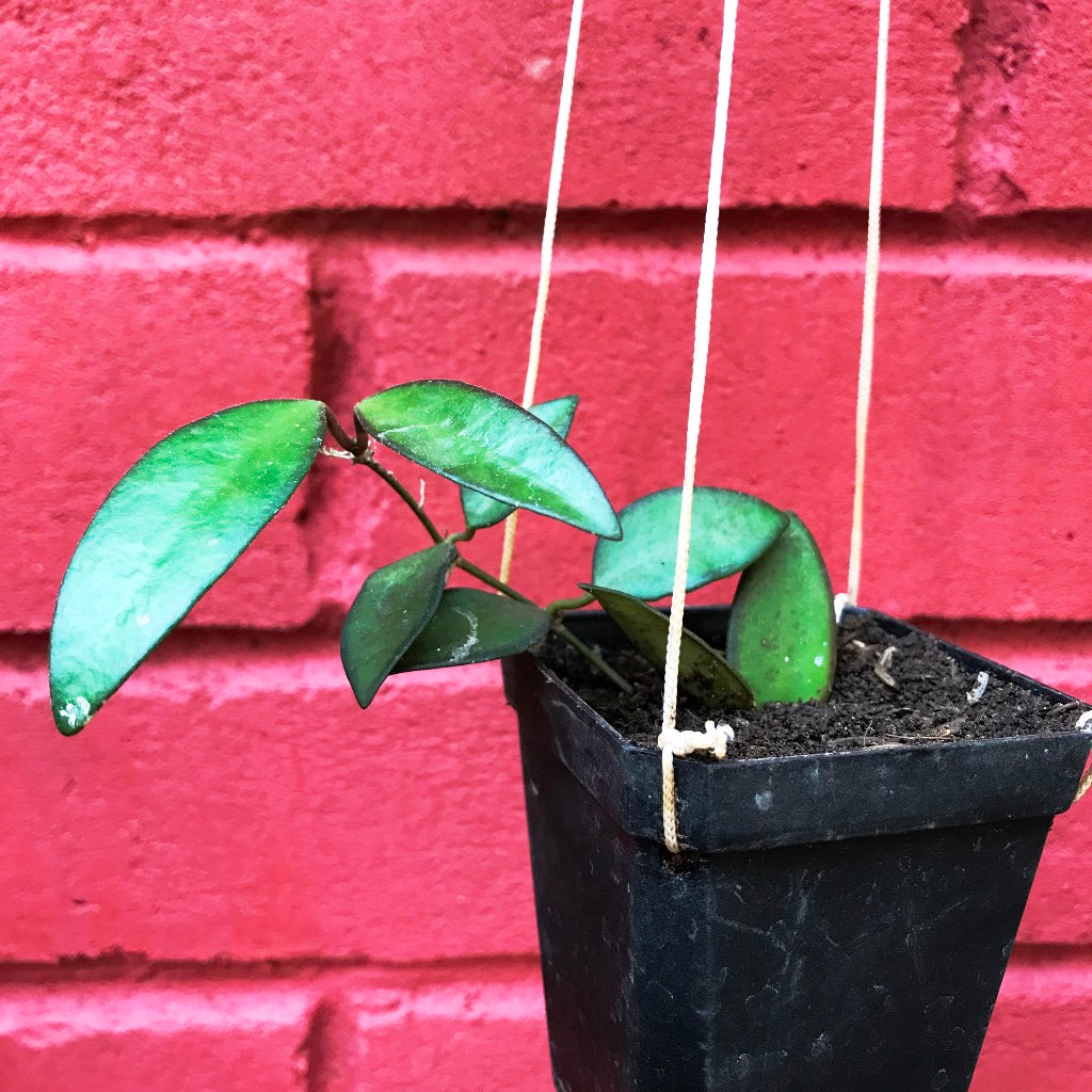  Hoya Rosita Plant