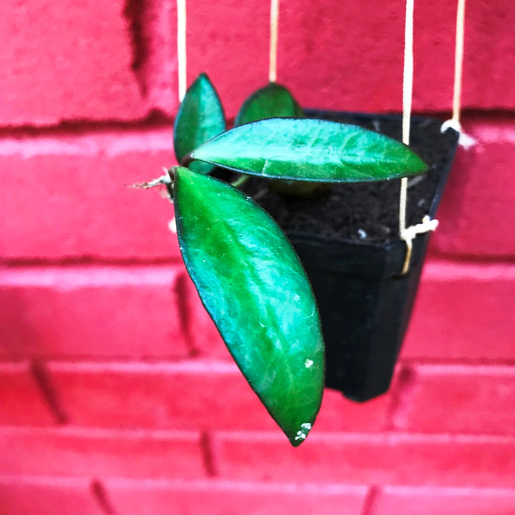  Hoya Rosita Plant