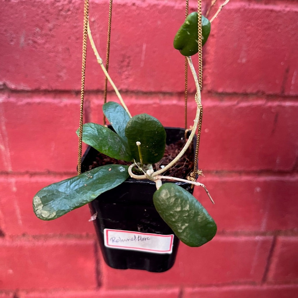  Hoya Rotundiflora Plant