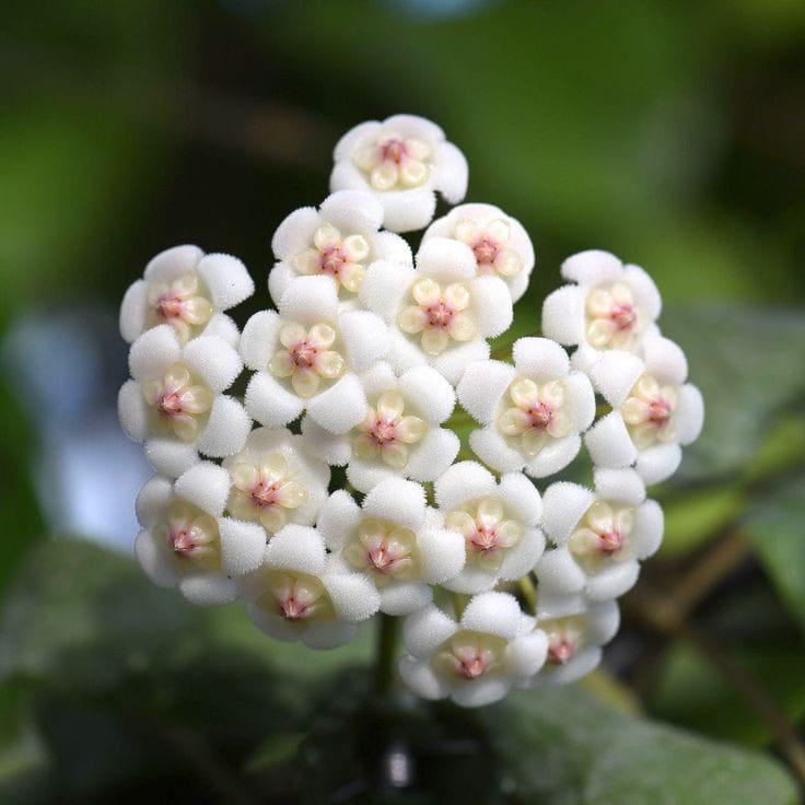  Hoya Rotundiflora Plant