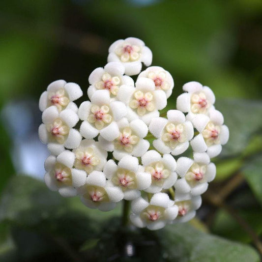 Hoya Rotundiflora Plant
