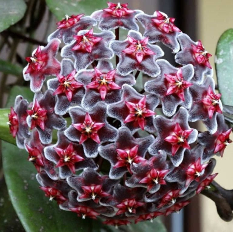  Hoya Pubicalyx Royal Hawaiian Purple Plant