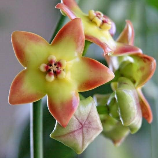  Hoya Ruthie Plant