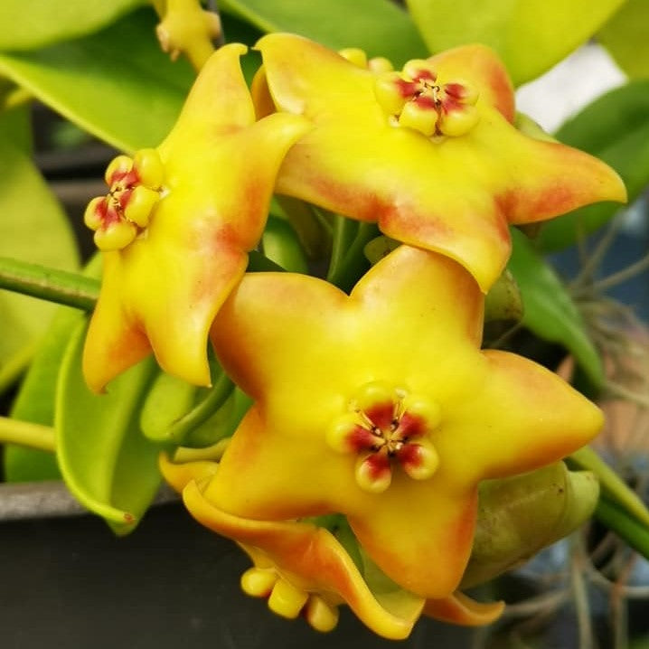  Hoya Ruthie Plant