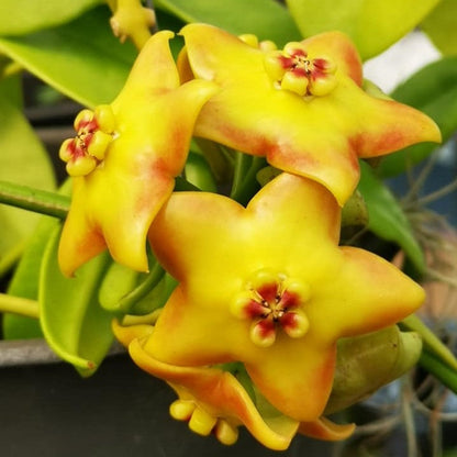  Hoya Ruthie Plant