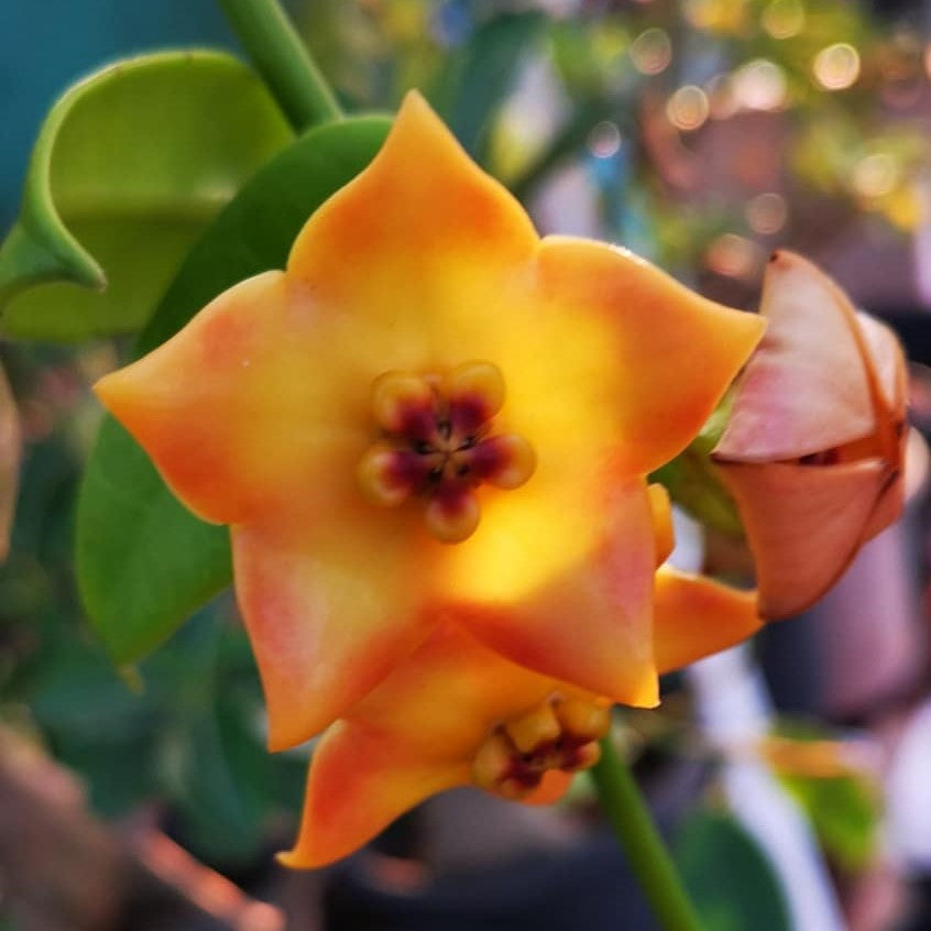  Hoya Ruthie Plant