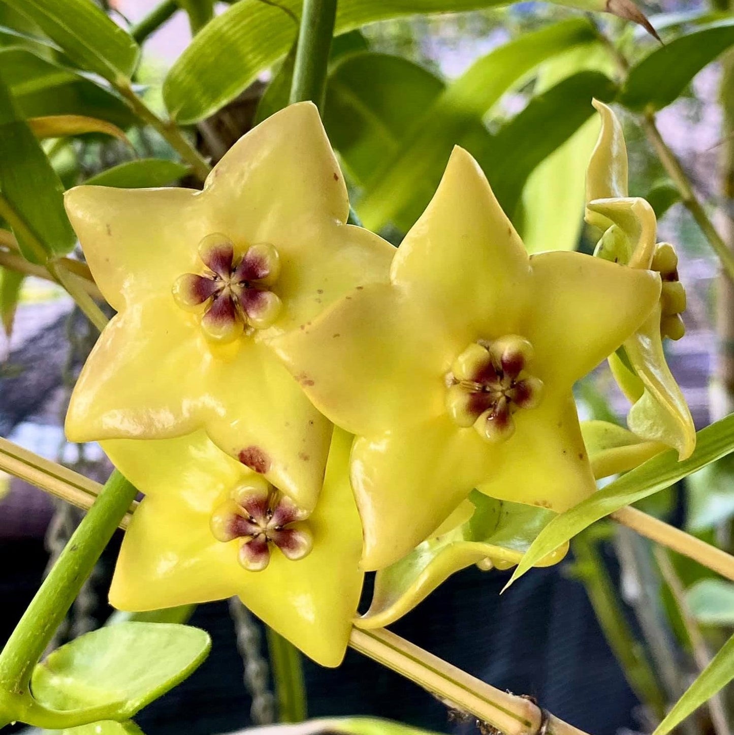  Hoya Ruthie Yellow Plant