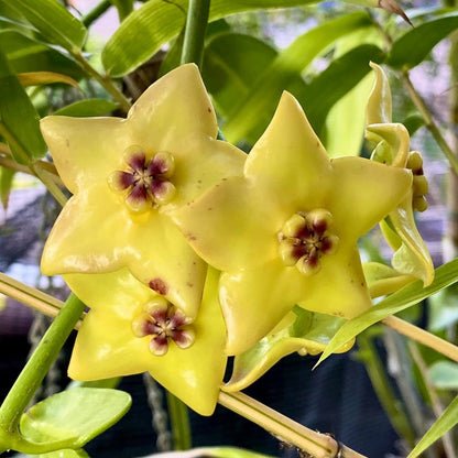 Hoya Ruthie Yellow Plant