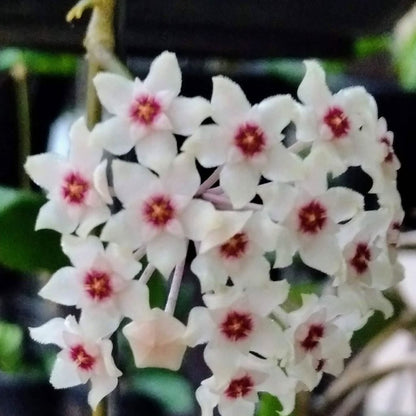  Hoya Sahya Plant