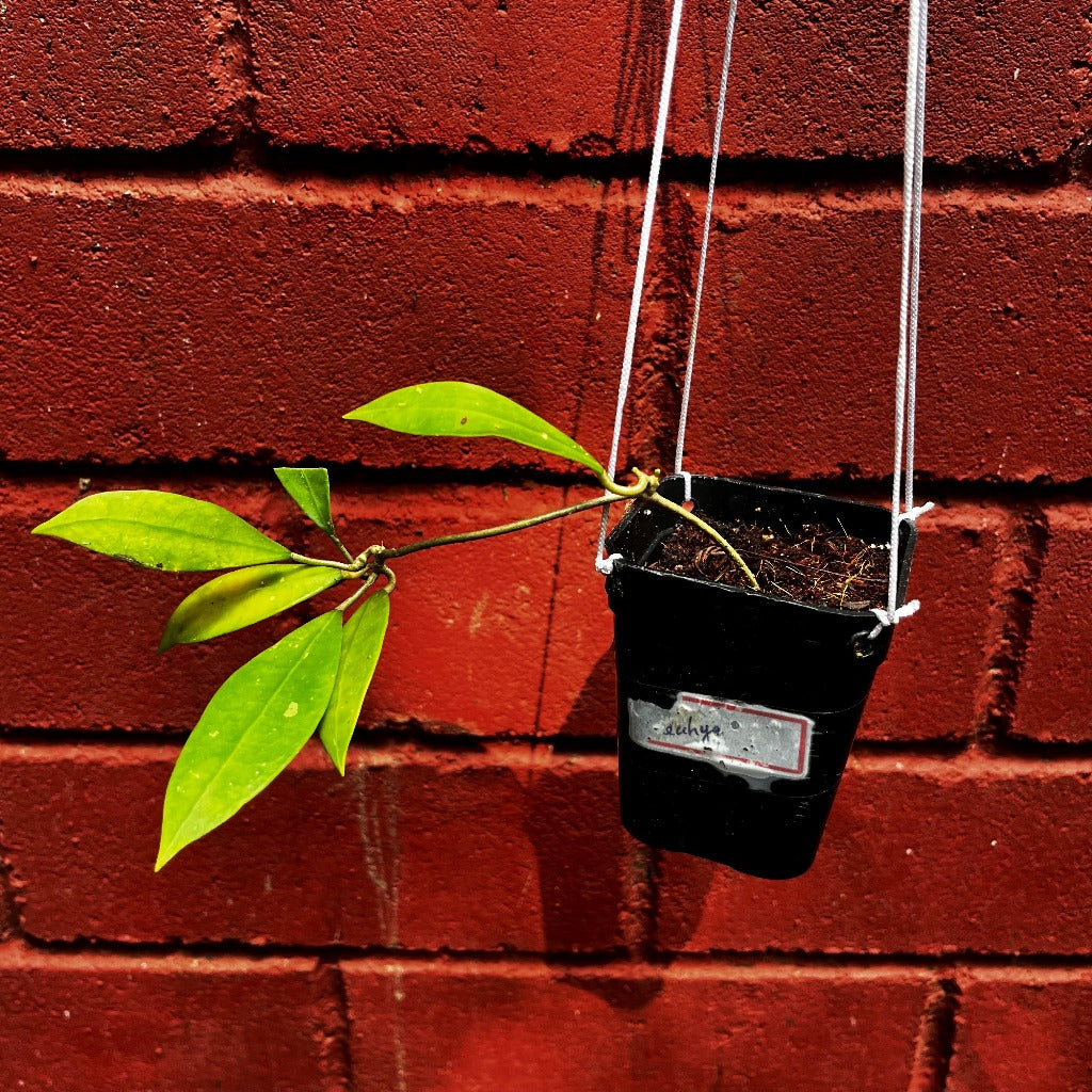  Hoya Sahya Plant