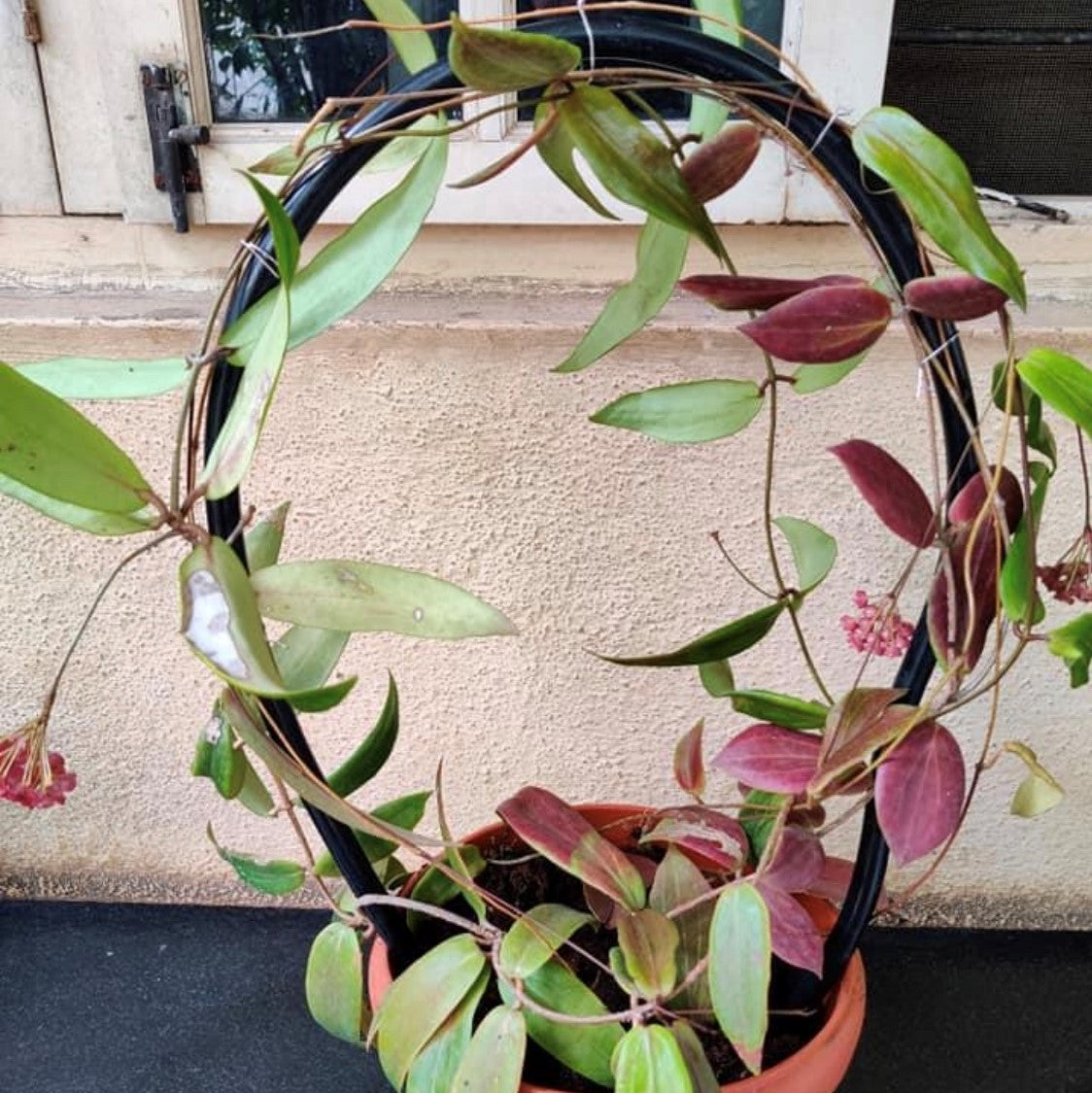  Hoya Siariae Red Plant