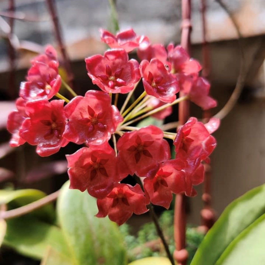  Hoya Siariae Red Plant