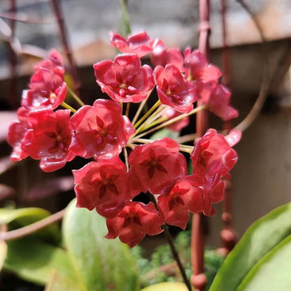  Hoya Siariae Red Plant