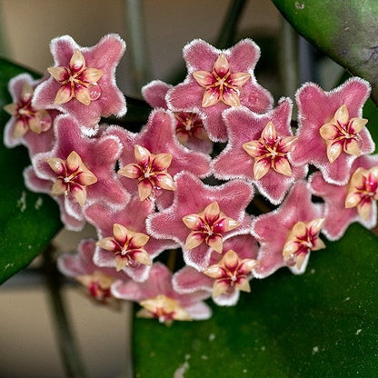 Hoya Skinneriana Plant