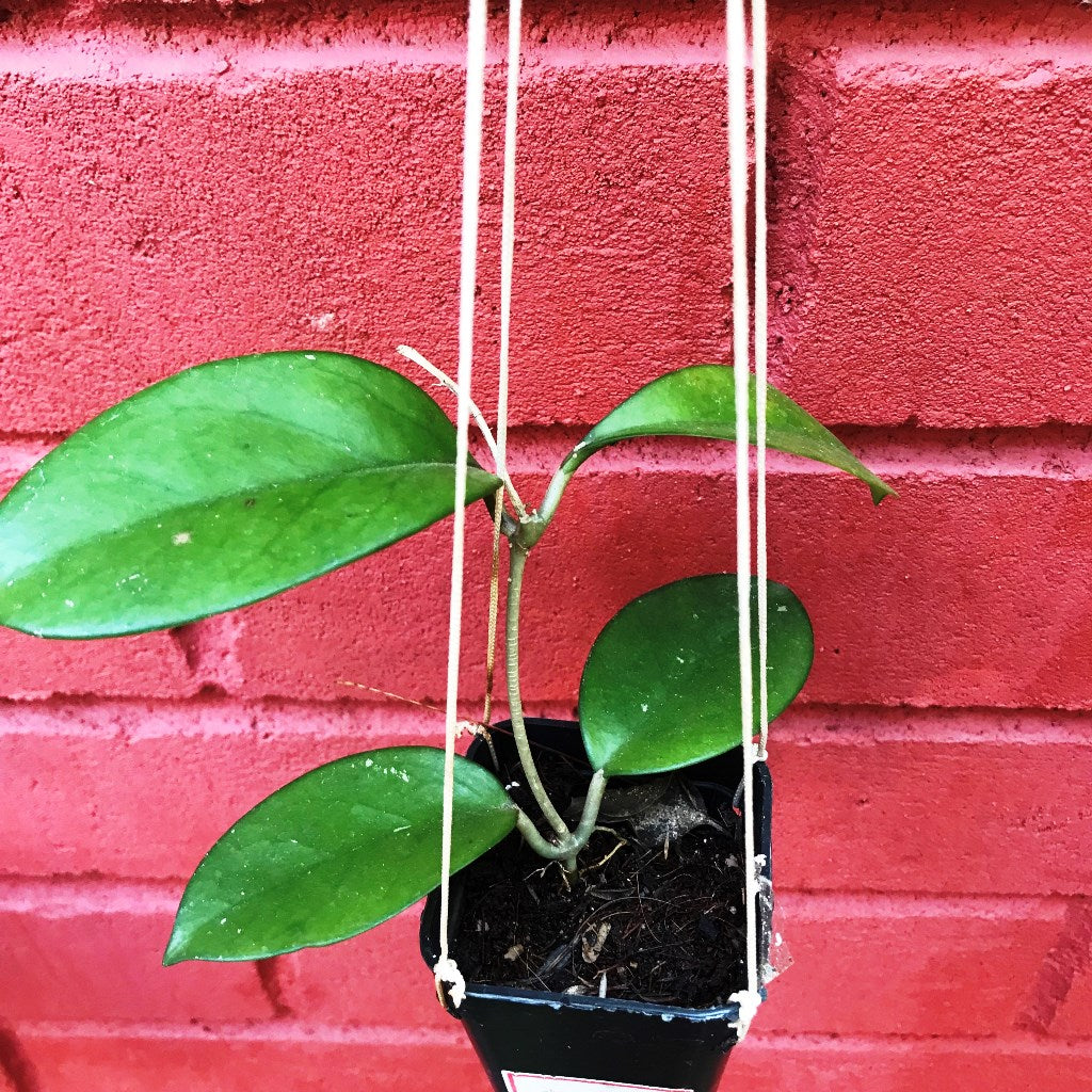  Hoya Skinneriana Plant