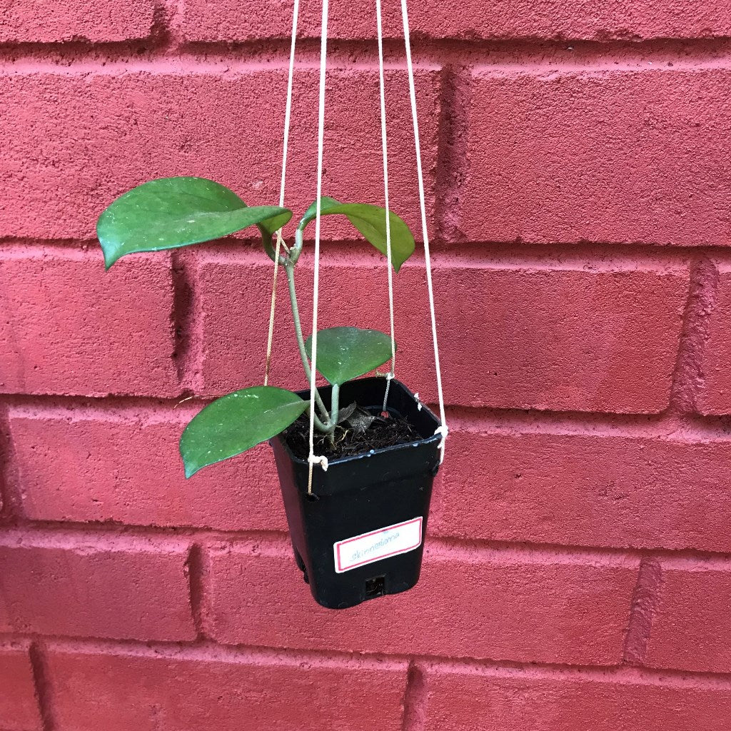  Hoya Skinneriana Plant