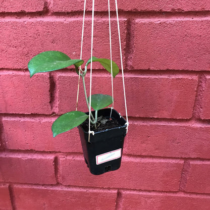  Hoya Skinneriana Plant
