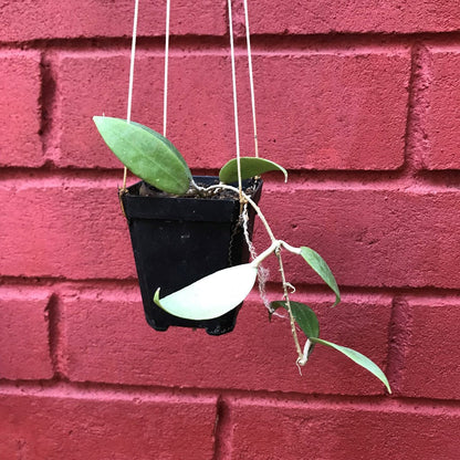  Hoya Bogor Plant