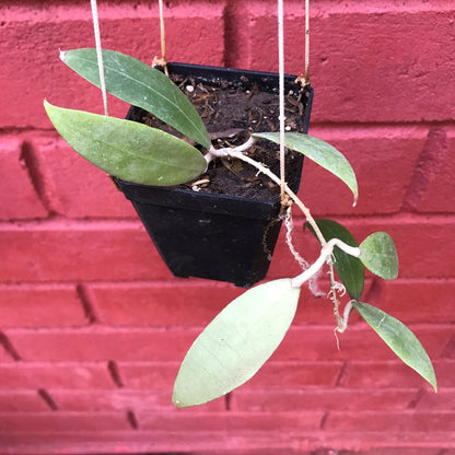  Hoya Bogor Plant
