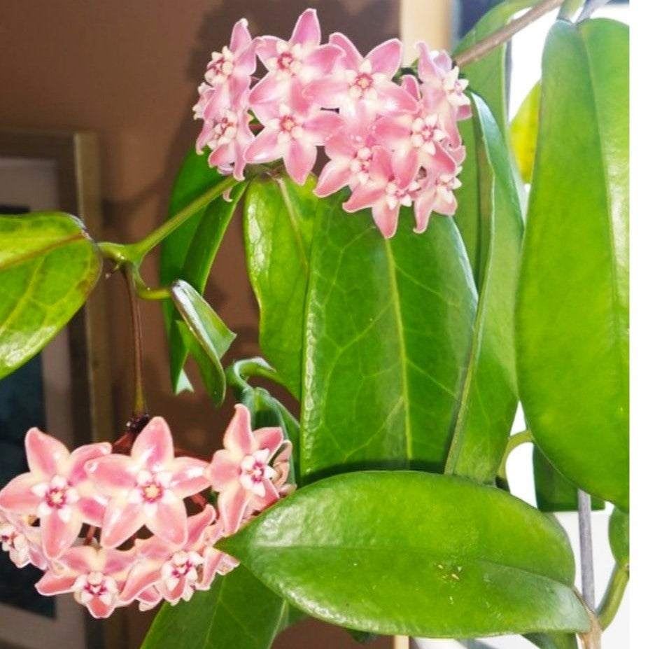  Hoya Subcalva Plant