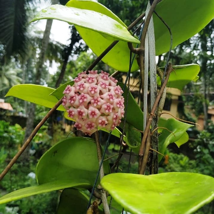  Hoya Sweet Scent Plant