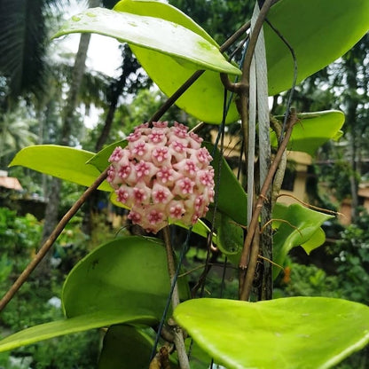  Hoya Sweet Scent Plant