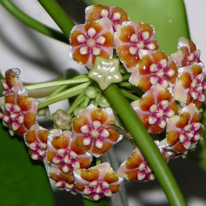  Hoya Treubiana Plant