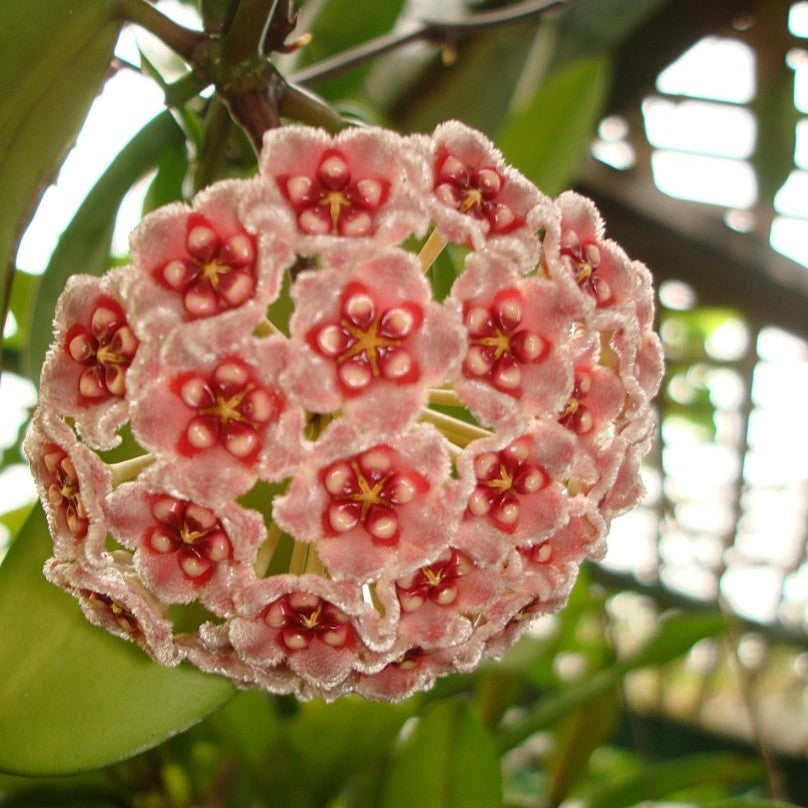  Hoya Treubiana Plant