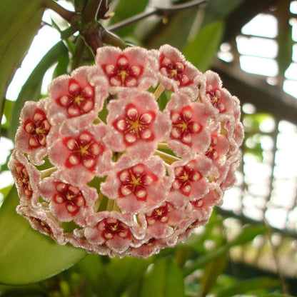  Hoya Treubiana Plant