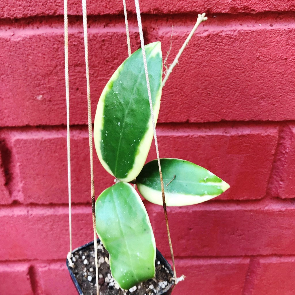  Hoya Verticillata Albomarginata Plant