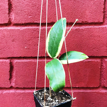  Hoya Verticillata Albomarginata Plant