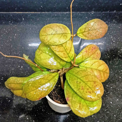  Hoya Viola Plant
