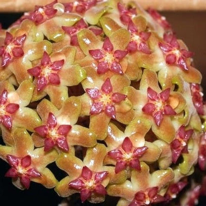  Hoya Vitellina Splash Plant