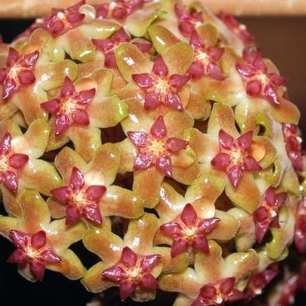  Hoya Vitellina Splash Plant