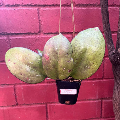  Hoya Vitellina Splash Plant