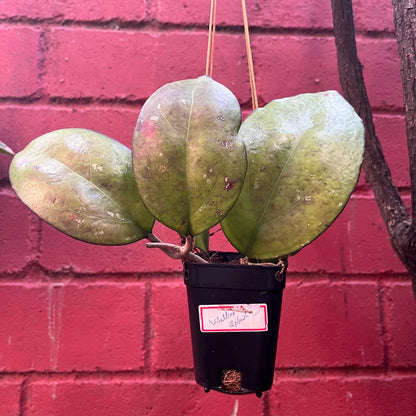  Hoya Vitellina Splash Plant