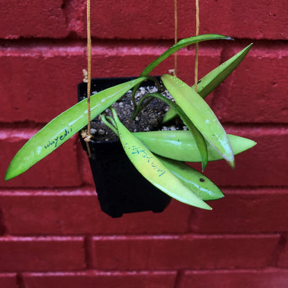  Hoya Wayetii Plant