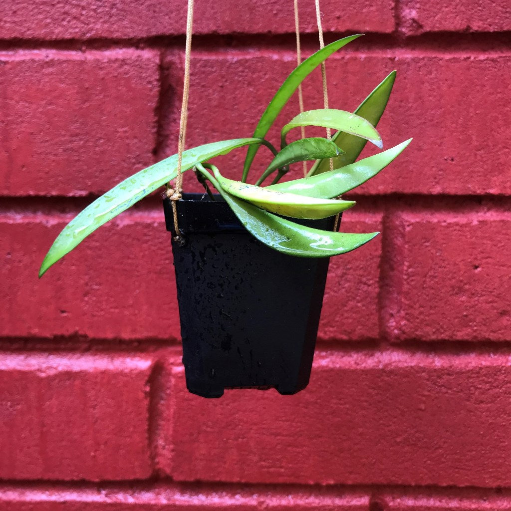  Hoya Wayetii Plant