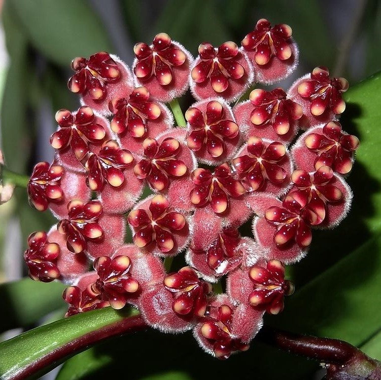  Hoya Wayetii Plant