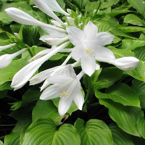  Hosta Funkia White